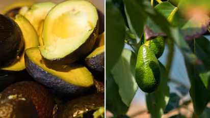 Three useful health benefits of having avocados in your daily diet