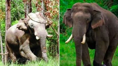 காட்டுக்குள்ள “அரிகொம்பன்” இறங்கிட்டான்.. கண்ணுல பட்ட எல்லாமே காலி.. பயத்தில் உறைந்த கிராம மக்கள்