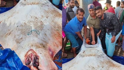 300 കിലോയോളം തൂക്കം; വമ്പൻ തിരണ്ടിയെ വലയിലാക്കി പൊന്നാനി ഹാര്ബറിലെ മത്സ്യത്തൊഴിലാളികൾ