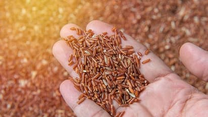 బ్రౌన్ రైస్ ఎక్కువగా తింటున్నారా? అయితే మీకు ఈ సమస్యలు తప్పవు!