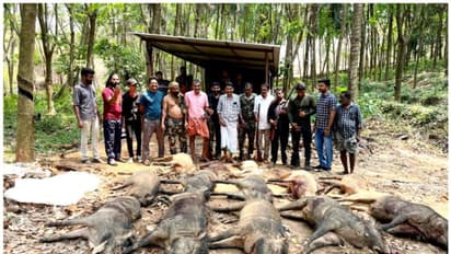 കാരാട് കുഴിച്ചില് കോളനിയിൽ 13 പന്നികളെ വെടിവെച്ചുകൊന്നു; കൊന്നത് പതിമൂന്നോളം വേട്ട നായ്ക്കളെ ഉപയോഗിച്ച്