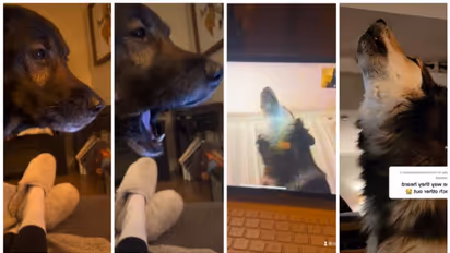 വീഡിയോ കോളിനിടെ പരസ്പരം തിരിച്ചറിയുന്ന നായകളുടെ പ്രതികരണം വൈറല്‍ !