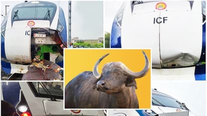 'గేదెలు.. ప్లీజ్.. వందే భారత్ రైలు వైపు వెళ్లొద్దు.. మోడీ కొత్త రైలు ప్రారంభిస్తున్నారు..'