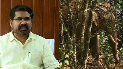 അരിക്കൊമ്പനെ മാറ്റുന്നതിനെതിരെ പ്രതിഷേധം സംഘടിപ്പിക്കുമെന്ന് ചാലക്കുടി എംഎൽഎ