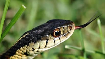 ಮಲ ವಿಸರ್ಜನೆ ಮಾಡುವಾಗ ಹಾವು ದೇಹ ಹೊಕ್ಕಿದೆ ಎಂದ, ಅಷ್ಟಕ್ಕೂ ಏನಾಗಿದೆ ಅಂದ್ರು ಡಾಕ್ಟರ್?