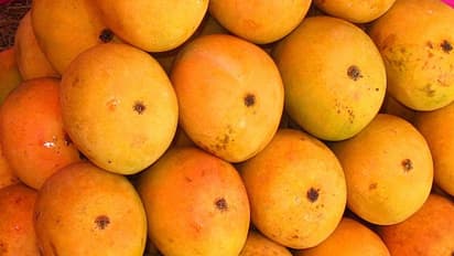 மாம்பழம் கூட இதையெல்லாம் சாப்பிட்டால் இவ்ளோ பிரச்சனைகளா!? 