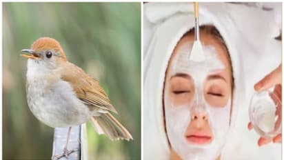പക്ഷി കാഷ്ഠത്തില്‍ നിന്നും ഫേഷ്യൽ; നൈറ്റിംഗേൽ പൂപ്പ് ഫേഷ്യലിന് വൻ ഡിമാന്‍റ്