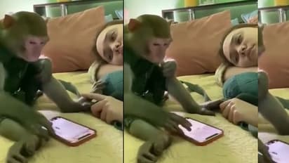 ಕೋತಿಗೂ ಶೋಕಿ... ಕುರುಕುಲು ತಿಂದ್ಕೊಂಡು ಇನ್ಸ್ಟಾಗ್ರಾಮ್‌ ನೋಡುವ ಕಪಿ