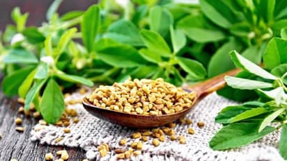 പ്രമേഹം മുതല് തലമുടിക്ക് വരെ; അറിയാം ഉലുവയുടെ ആരോഗ്യ ഗുണങ്ങള്...