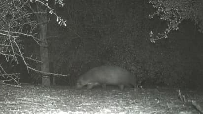 ക്യാമറയില് പതിഞ്ഞ വിചിത്രജീവി; എന്താണെന്ന് കണ്ടെത്താമോയെന്ന് അധികൃതര്