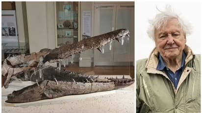 ദിനോസറിന്‍റെ നശിക്കാത്ത തലയോട്ടിയുമായി സര്‍ ഡേവിഡ് ആറ്റന്‍ബറോ ബിബിസി ഷോയില്‍ !