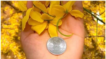 Vishu 2023 : വിഷുവിന് കൈ നീട്ടം നൽകുന്നതിന് പിന്നിലെ കഥ ഇതാണ്