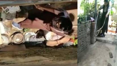 കളിച്ചുകൊണ്ടിരുന്ന ഏഴ് വയസുകാരന് മുന്നിൽ പത്തിവിടര്‍ത്തി മൂര്‍ഖൻ, പിടികൂടി വനംവകുപ്പ് ആർആ‍ര്‍ടി