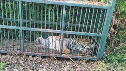 വയനാട് ചുള്ളിയോട് തൊവരിമലയിൽ കൂട്ടിൽ കുടുങ്ങിയ കടുവയെ തുറന്നു വിട്ടു