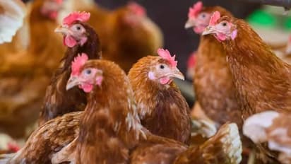 അയൽക്കാരന്റെ കോഴികളെ 'പേടിപ്പിച്ച്' കൊല്ലാൻ നോക്കി, യുവാവിന് തടവുശിക്ഷ