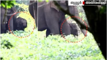 അതിരപ്പിള്ളിയില് വീണ്ടും തുമ്പിക്കൈ ഇല്ലാത്ത ആനക്കുട്ടി; ജന്മനയുള്ള വൈകല്യമായിരിക്കാമെന്ന് വനംവകുപ്പ്