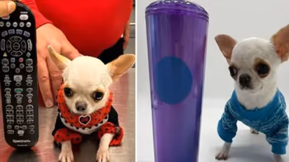 ലോകത്തിലെ ഏറ്റവും കുഞ്ഞുനായ, ഒരു ടിവി റിമോട്ടിനേക്കാളും ചെറുത്!