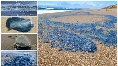 നീല ശംഖുപുഷ്പം വിരിച്ചപ്പോലെ....; കാലിഫോര്ണിയയുടെ തീരം നിറഞ്ഞ് വെല്ലെല്ല വെല്ലെല്ലകള്