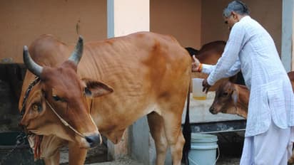 'ഗോമൂത്രത്തില് മാരക ബാക്ടീരിയകള്'; കണ്ടെത്തലുമായി യുപിയിലെ വെറ്ററിനറി സ്ഥാപനം