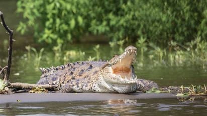 വീടിന്റെ ടോയ്‌ലറ്റിൽ ഭീമാകാരൻ മുതല; ഞെട്ടിത്തരിച്ചു വീട്ടുകാർ