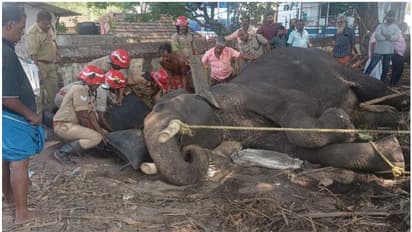 കാന്തള്ളൂർ ശിവക്ഷേത്രത്തിൽ ഗജവീരൻ ശിവകുമാ‌ർ വീണു; ഫയർഫോഴ്സ് എത്തി, ഏറെ നേരത്തെ പരിശ്രമത്തിന് ശേഷം രക്ഷ