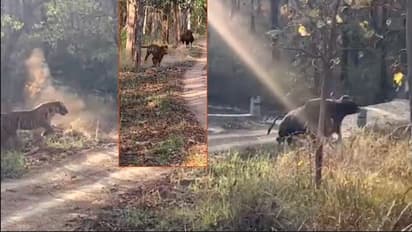 ಹುಲಿಯ ಬಾಯಿಂದ ಕಾಡುಕೋಣ ಜಸ್ಟ್ ಎಸ್ಕೇಪ್... ರೋಚಕ ವಿಡಿಯೋ ವೈರಲ್