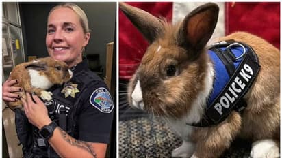  പെര്‍സി എന്ന മുയല്‍ പോലീസ്; കാലിഫോർണിയന്‍ പോലീസ് സേനയിൽ ഇനി മുയലും!