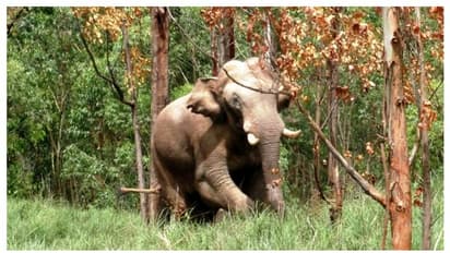 ഇനി എങ്ങോട്ട്? അരിക്കൊമ്പന്‍ ദൗത്യത്തിൽ സർക്കാർ തീരുമാനം നിർണായകം, ആശങ്കയൊഴിയാതെ പറമ്പിക്കുളം
