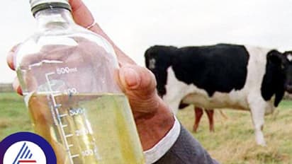 ತಾಜಾ ಗೋಮೂತ್ರದಲ್ಲಿದೆ ಬ್ಯಾಕ್ಟೀರಿಯಾ, ಮಾನವ ಬಳಕೆಗೆ ಯೋಗ್ಯವಲ್ಲ; ಅಧ್ಯಯನದಲ್ಲಿ ಬಹಿರಂಗ