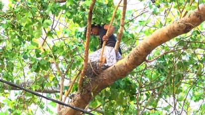 ആലുവ പൊലീസ് സ്റ്റേഷനു മുന്നിലെ ആൽ മരത്തിൽ കയറി ട്രാൻസ് ജൻഡർ യുവതിയുടെ ആത്മഹത്യാ ഭീഷണി