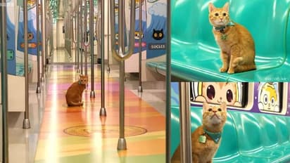 ಮಿಯಾಂವ್‌ ಮಿಯಾಂವ್‌... ಮಾರ್ಜಾಲಕ್ಕೆ ಮೆಟ್ರೋ ಸ್ಟೇಷನ್ ಮಾಸ್ಟರ್ ಪಟ್ಟ 