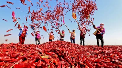 ಮೆಣಸಿನಕಾಯಿ ದರದಲ್ಲಿ ಹೆಚ್ಚಳ: ರೈತರ ಮೊಗದಲ್ಲಿ ಮಂದಹಾಸ..!