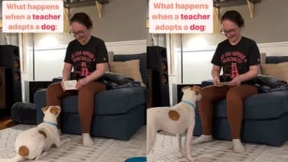 പേപ്പറിൽ എഴുതിയത് പോലെ ചെയ്യുന്ന നായ; വൈറലായ വീഡിയോയ്ക്ക് പിന്നിലെ രഹസ്യം...