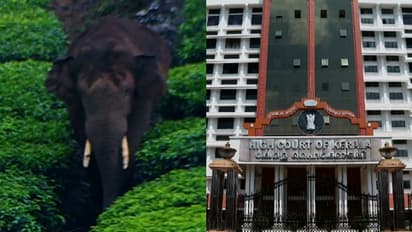 അരിക്കൊമ്പനെ കൂട്ടിലടയ്ക്കാനാവില്ല, എവിടെ വിടണമെന്ന് സർക്കാർ തീരുമാനിക്കട്ടെ: സമയം നൽകാമെന്ന് ഹൈക്കോടതി