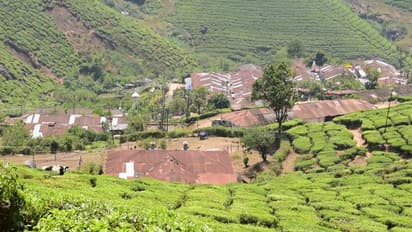 ജോലിക്ക് പോകുന്നതിനിടെ മുന്നില് പുലികള്, ജീവനും കൊണ്ട് ഓടി രക്ഷപ്പെട്ട് തൊഴിലാളികള്