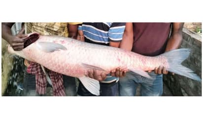 ഹൗറയിൽ മത്സ്യത്തൊഴിലാളിയുടെ വലയിൽ കുടുങ്ങിയത് ഭീമൻ മത്സ്യം; വില കേട്ടാൽ നിങ്ങൾ അമ്പരക്കും