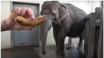 മനുഷ്യരെപ്പോലെ പഴുത്ത വാഴപ്പഴം തൊലി കളഞ്ഞ് കഴിക്കുന്ന ആന; കൗതുകകരമായ വീഡിയോ !