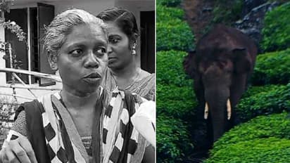 'ഏത് കോടതി പറഞ്ഞാലും അരികൊമ്പനെ പറമ്പികുളത്തേക്ക് മാറ്റാൻ അനുവദിക്കില്ല', കുടിൽ കെട്ടി സമരമെന്ന് ഊര് മൂപ്പത്തി