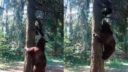 ಯುವಕನ ಜೊತೆ ಜೊತೆ ಮರವೇರಿದ ಕರಡಿ: ಜೀವ ಬಾಯಿಗೆ ಬರೋದೊಂದೇ ಬಾಕಿ