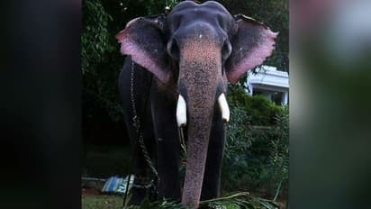 കൊമ്പൻ പാറമേക്കാവ് ദേവീദാസൻ ചരിഞ്ഞു