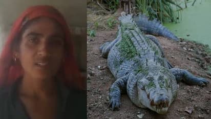 കയ്യിലുണ്ടായിരുന്നത് വെറുമൊരു വടി, മുതലയിൽ നിന്നും ഭർത്താവിന്റെ ജീവൻ രക്ഷിക്കാൻ ഭാര്യ ചെയ്തത്... 