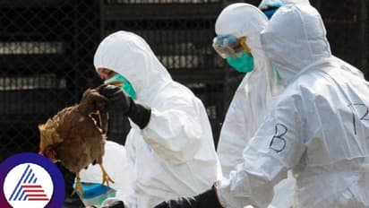 ಎಚ್ಚರ..ಚೀನಾದಲ್ಲಿ ಹಕ್ಕಿಜ್ವರಕ್ಕೆ ಮಹಿಳೆ ಬಲಿ, ಜಗತ್ತಿನಲ್ಲೇ ಇದು ಮೊದಲ ಸಾವು