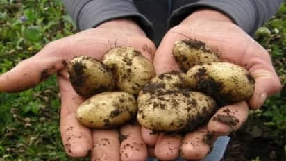 വില കേട്ട് ഞെട്ടരുത്, ഈ ഉരുളക്കിഴങ്ങ് കിലോയ്‍ക്ക് വില അരലക്ഷം!