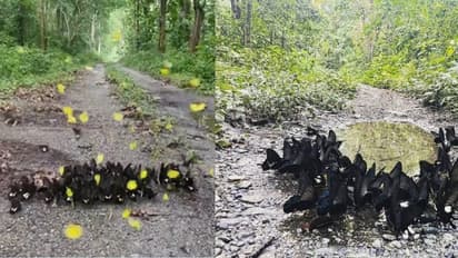 ಪಾತರಗಿತ್ತಿಯ ವಿಸ್ಮಯ ಲೋಕ... ಹೆಣ್ಣು ಚಿಟ್ಟೆಯ ಸೆಳೆಯಲು ಗಂಡು ಚಿಟ್ಟೆಗಳ ಸಾಹಸ