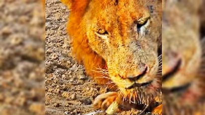 ഇവിടെ കളി വേണ്ട! വെള്ളം കുടിക്കാനെത്തിയ സിംഹത്തെ വിരട്ടിയോടിച്ച് ആമ; രസകരമായ വീഡിയോ
