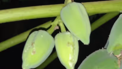 മലപ്പുറം മുസ്ലിം പള്ളിയിലെ ആ അപൂർവ്വ കാഴ്ച! തീരുമാനമെടുത്ത് കൃഷിവകുപ്പ്