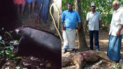 ഭാരം നൂറ് കിലോയിലേറെ വീതം, ആര്യനാട് കൃഷിക്കും ആളുകള്ക്കും ഭീഷണിയായ പന്നികളെ വെടിവച്ചുകൊന്നു