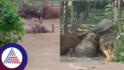 ಸುಳ್ಯ: ತೋಟದ ಕೆರೆಗೆ ಬಿದ್ದ ನಾಲ್ಕು ಕಾಡಾನೆಗಳ ರಕ್ಷಣೆ