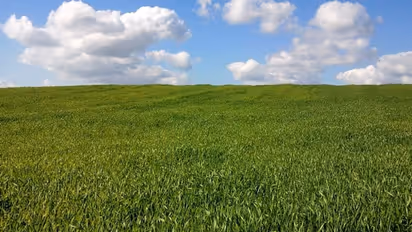 Did you know Microsoft paid THIS much for Windows XP's wallpaper