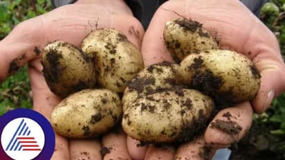 ಅಬ್ಬಬ್ಬಾ..ಒಂದು ಕೆಜಿ ಆಲೂಗಡ್ಡೆ ಬೆಲೆ ಇಷ್ಟೊಂದಾ? ಆ ದುಡ್ಡಲ್ಲಿ ಐಫೋನ್‌ ಖರೀದಿಸ್ಬೋದು!